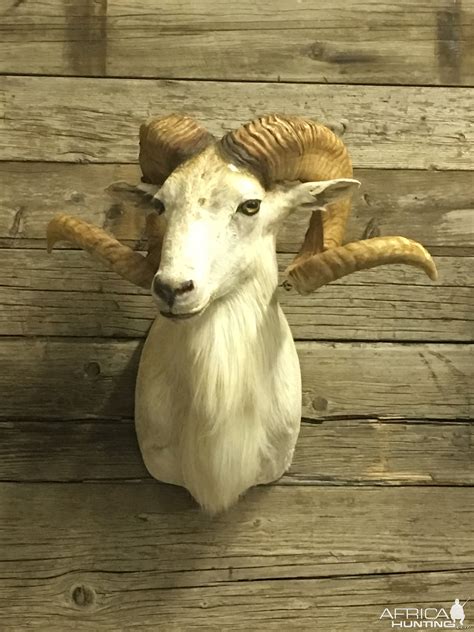 You can use the same cleaner on any antlers or horns. . Where to sell taxidermy mounts in texas